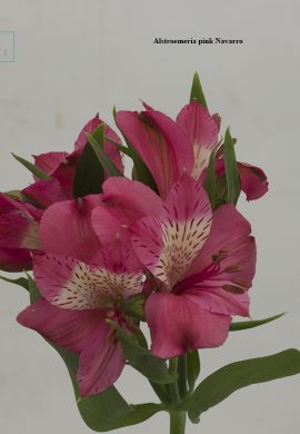 Alstroemeria pink Navarro2