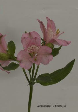 Alstroemeria rosa Primadona
