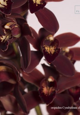orquidea Cymbidium chocolate