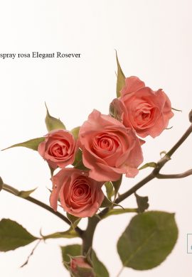 Rosa Spray rosa Elegant Rosever_20160615_07