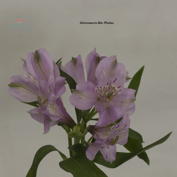 Alstroemeria lilás Platina | Florese