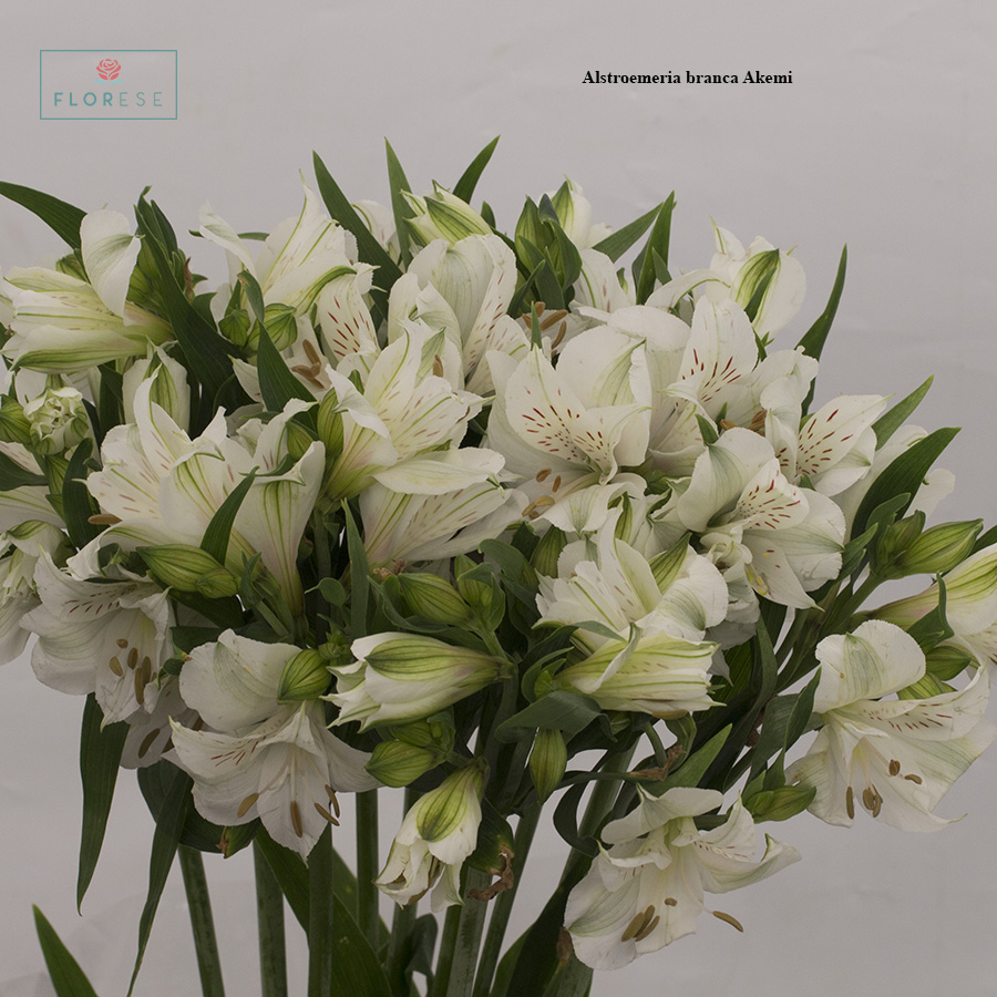 Alstroemeria branca Akemi | Florese