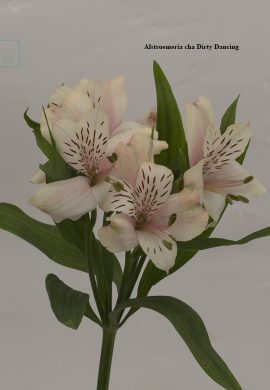 Alstroemeria cha Dirty Dancing2