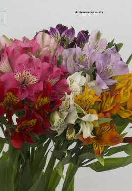 Alstroemeria mixta