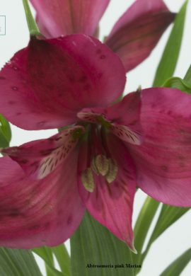 Alstroemeria pink Marian3