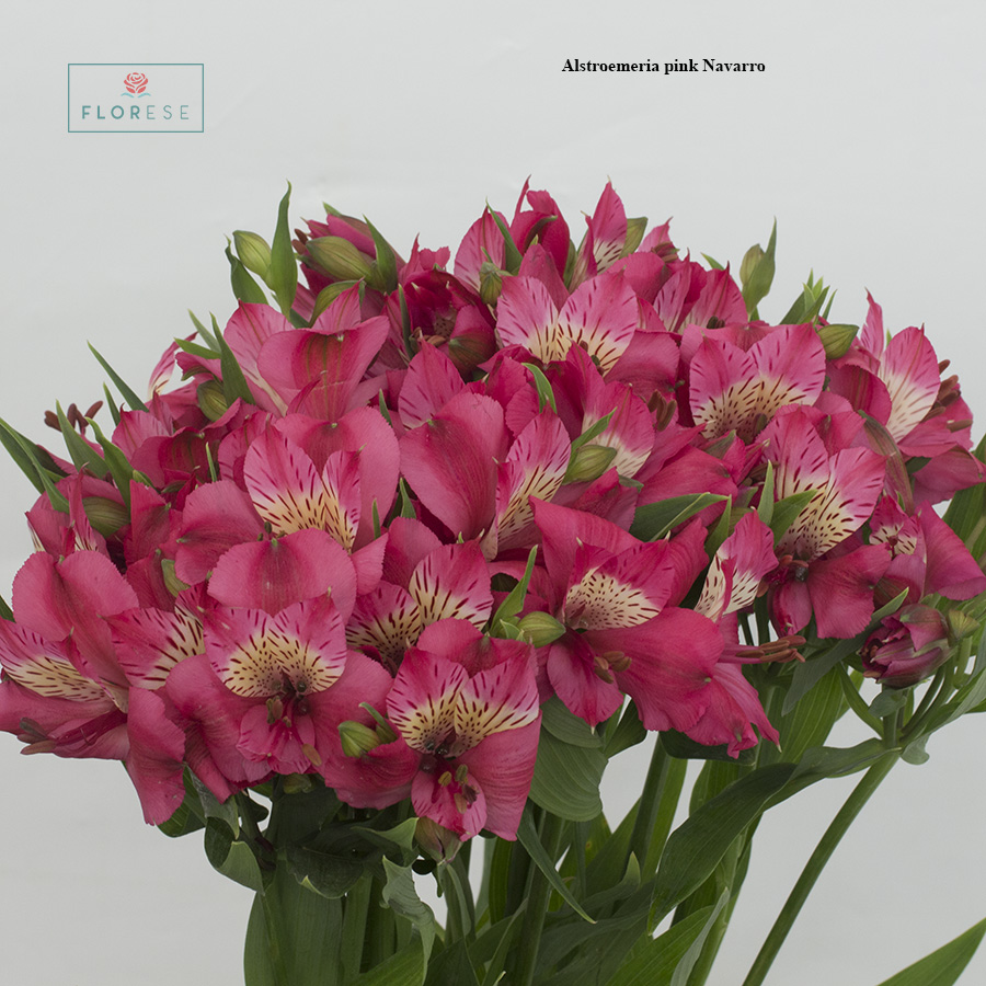 Alstroemeria pink Navarro | Florese