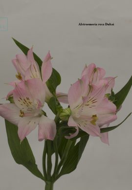 Alstroemeria rosa Dubai3