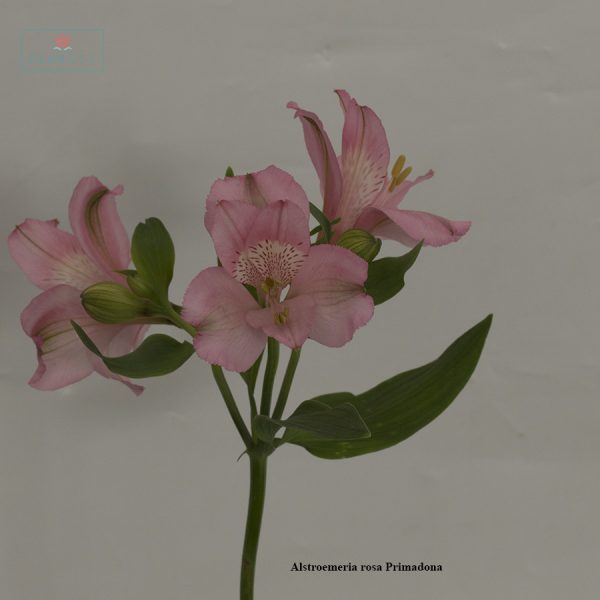 Alstroemeria rosa Primadonna | Florese