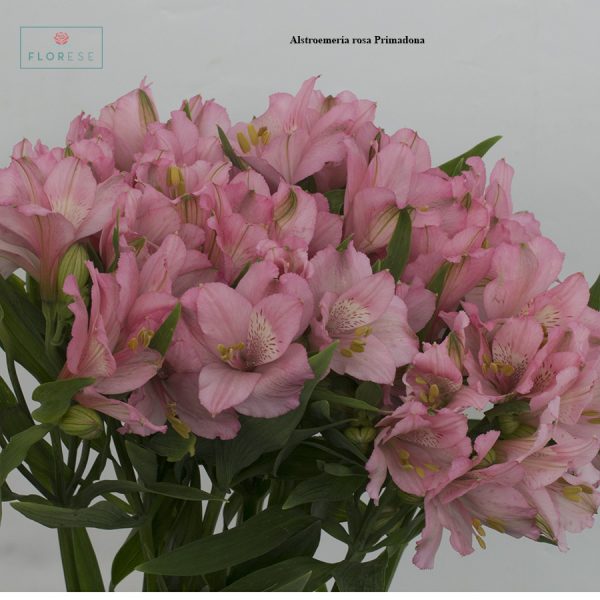 Alstroemeria rosa Primadonna | Florese