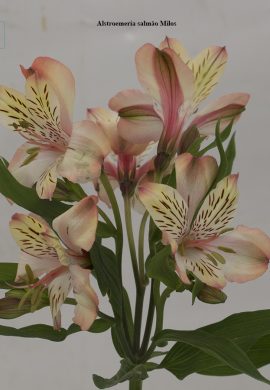 Alstroemeria salmão Milos