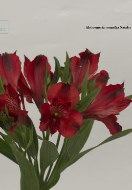 Alstroemeria vermelha Natalya2