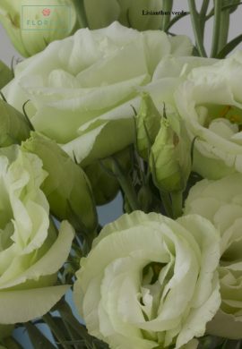 Lisianthus verde