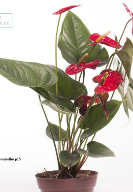 v Anthurium vermelho 15