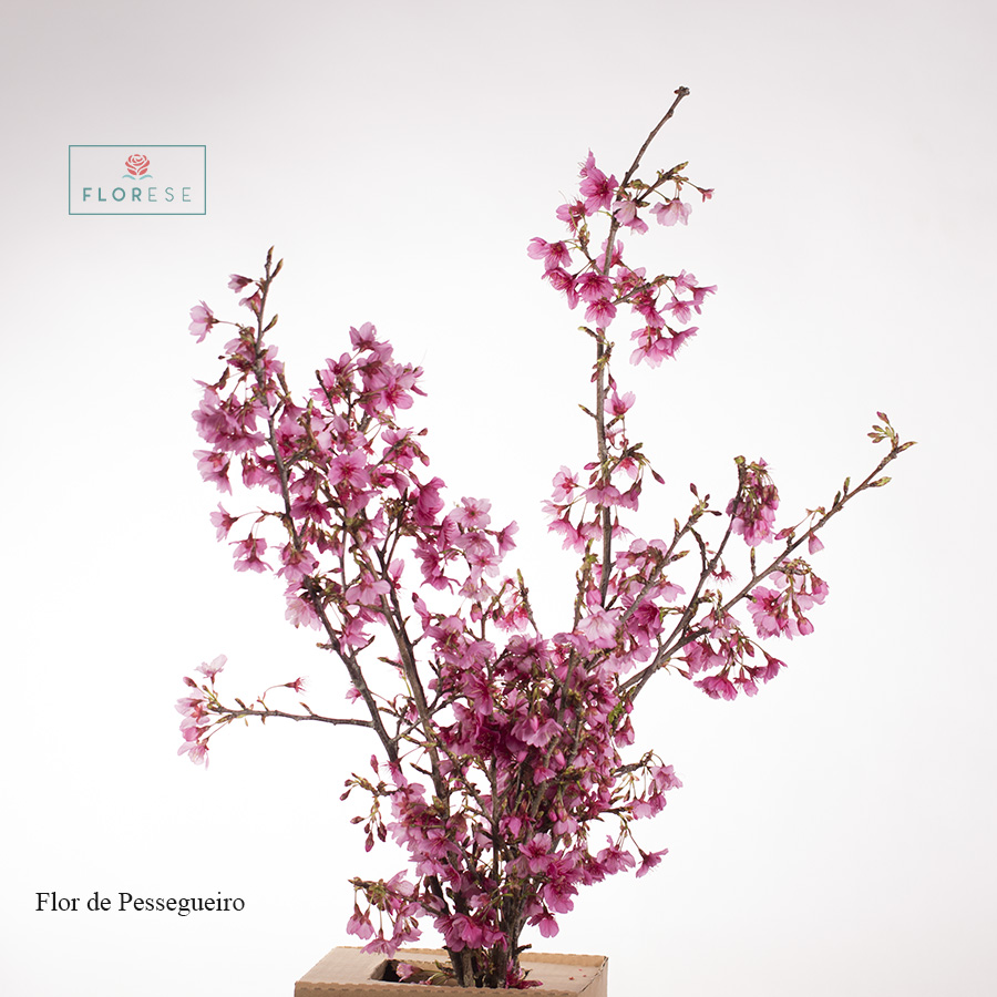 Flor de pessegueiro | Florese