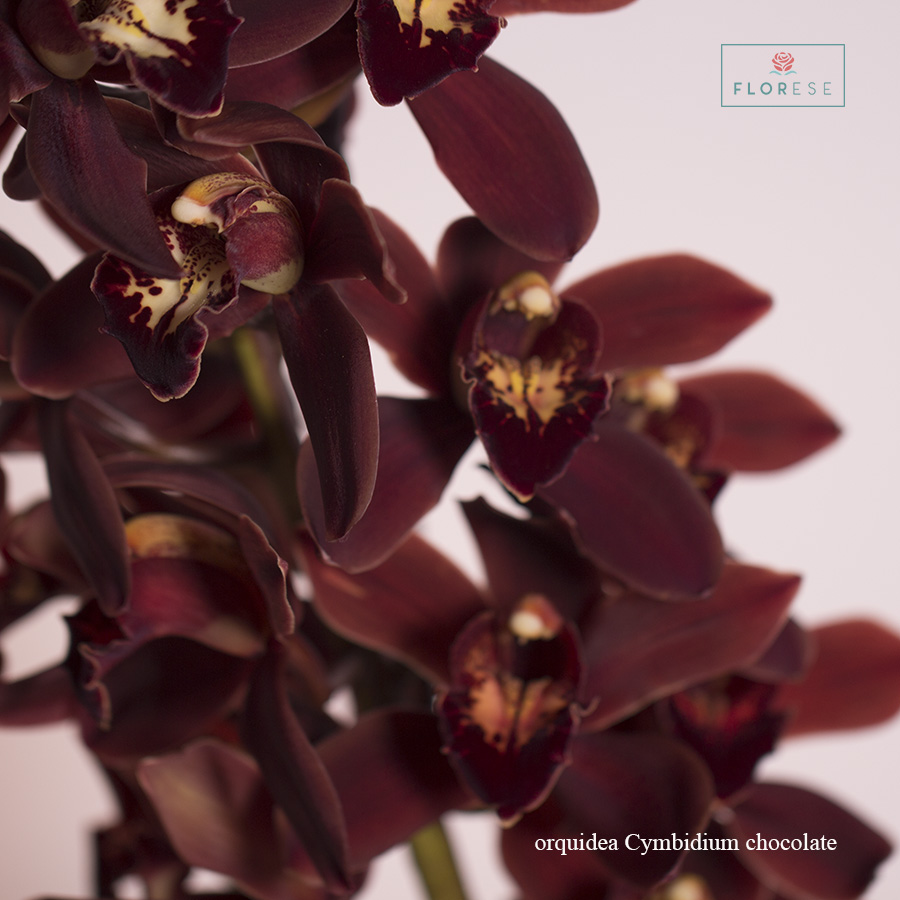 Orquidea Cymbidium chocolate | Florese