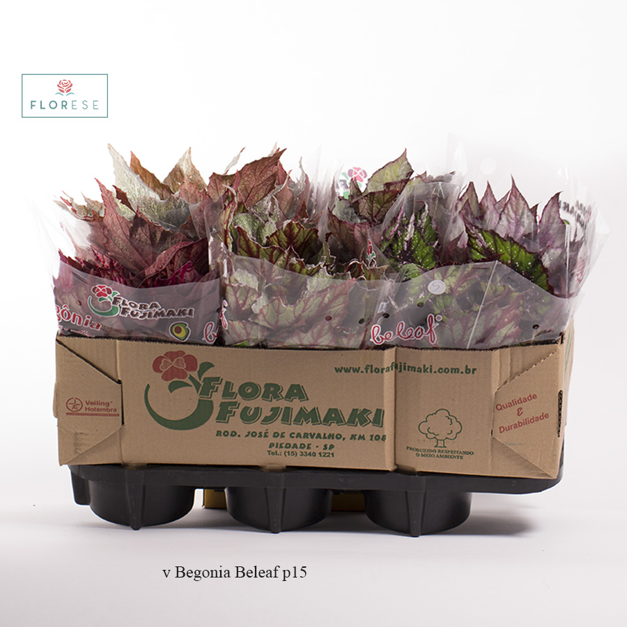 v Begonia Beleaf p15 | Florese