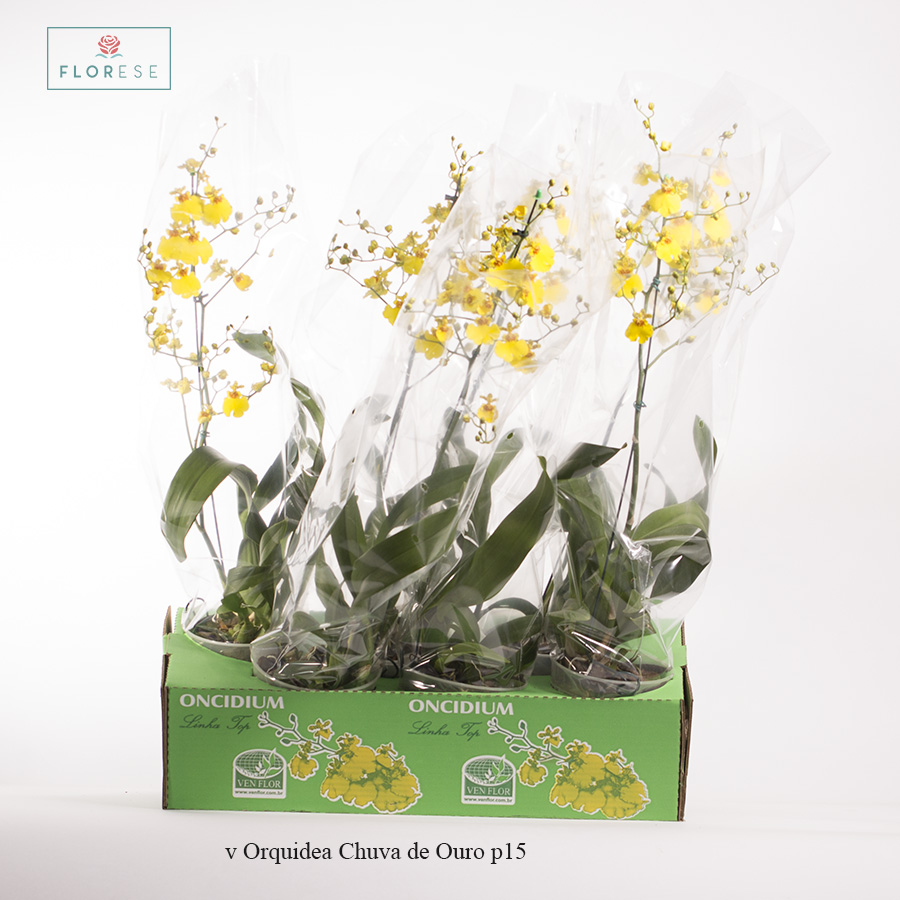 v Orquidea Chuva de Ouro | Florese