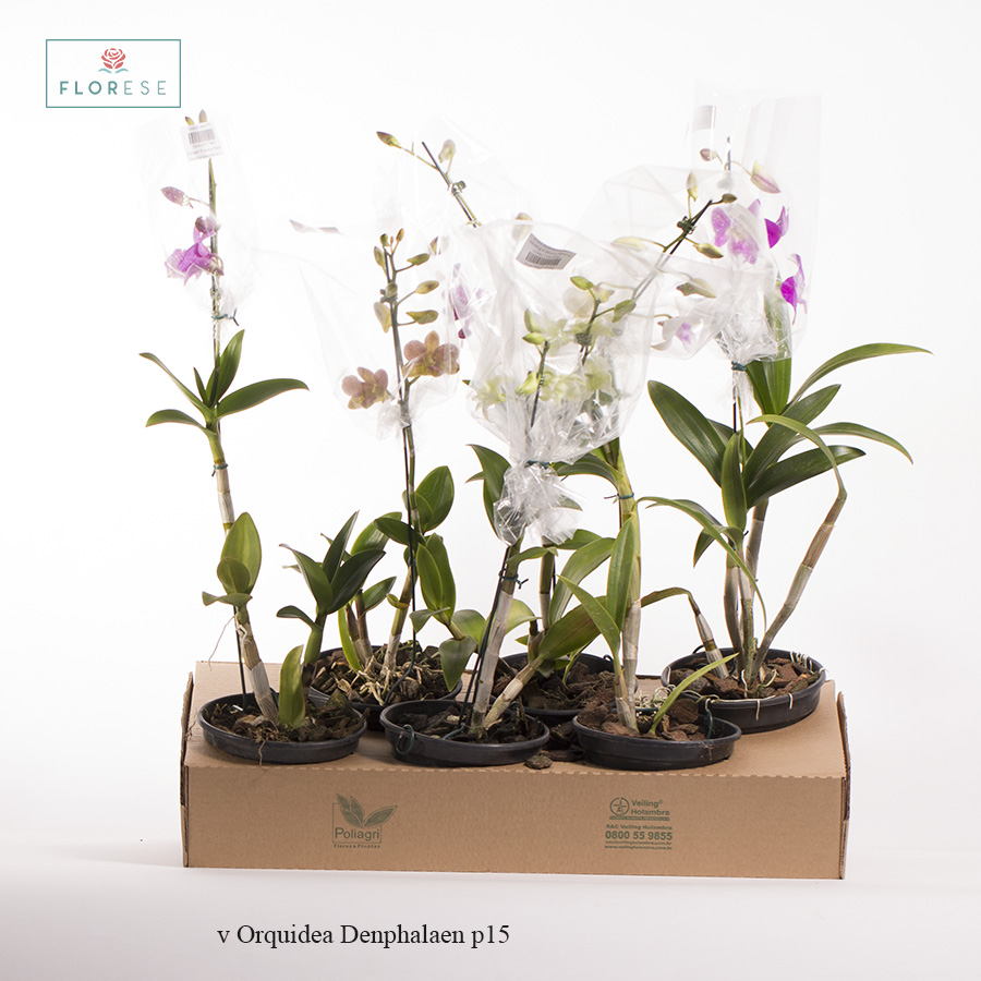 v Orquidea Denphalaen p15 | Florese
