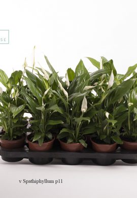 v Spathiphyllum p11