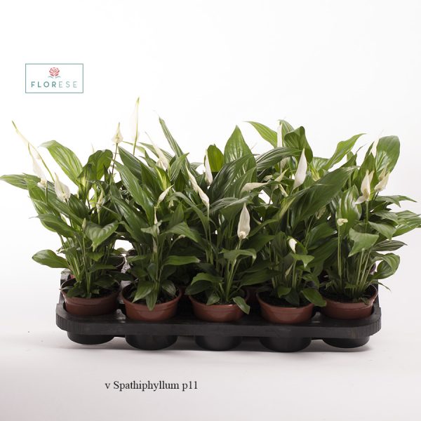 v Spathiphyllum p11