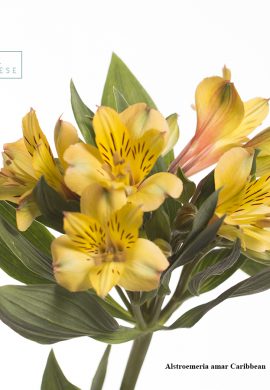 Alstroemeria amar Caribbean