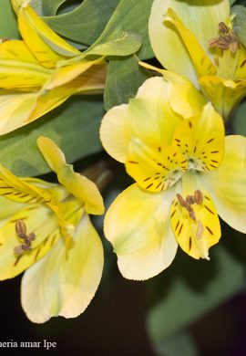 Alstroemeria amar Ipe