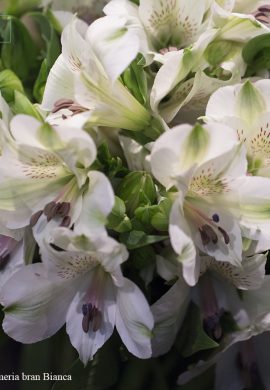 Alstroemeria bran Bianca