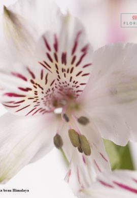 Alstroemeria bran Himalaya