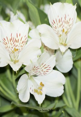 Alstroemeria bran Whistler