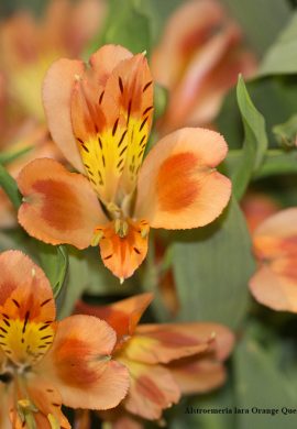 Alstroemeria lara Orange Queen