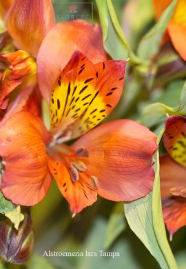 alstroemeria-lara-tampa