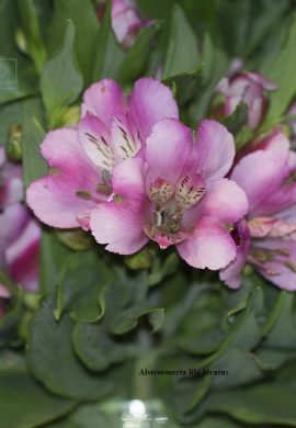 alstroemeria-lila-stratus