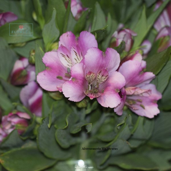 Alstroeméria lilás Stratus | Florese