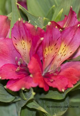 alstroemeria-pink-denver