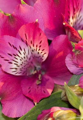 alstroemeria-pink-real