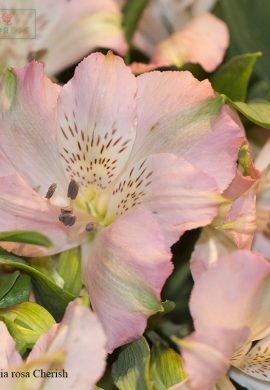 alstroemeria-rosa-cherish