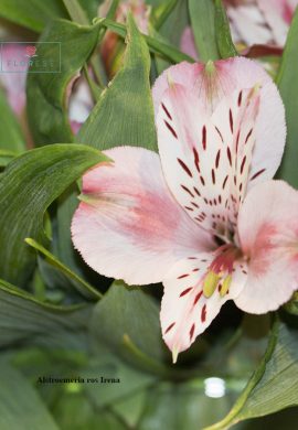 alstroemeria-rosa-irena