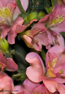 alstroemeria-rosa-livorno