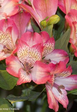 alstroemeria-rosa-ovation