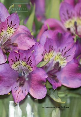 alstroemeria-roxa-bellevue