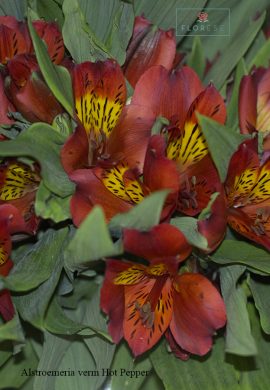 alstroemeria-verm-hot-pepper