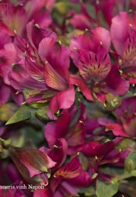 alstroemeria-vinh-napoli