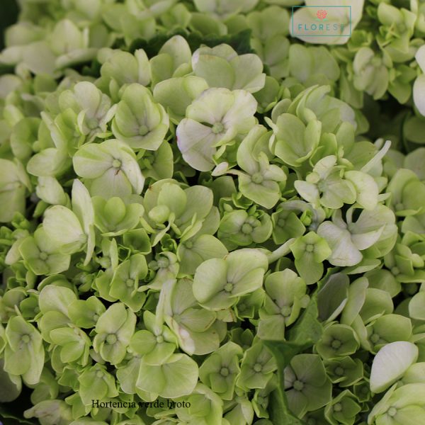 Hortencia verde broto | Florese