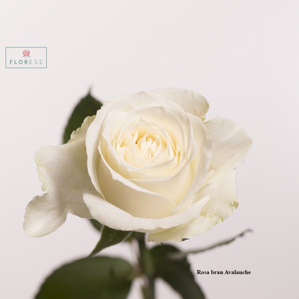 Rosa bran Avalanche