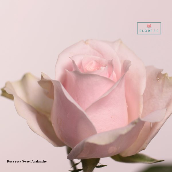 rosa-rosa-sweet-avalanche