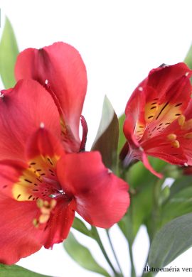 alstroemeria verm Angelina_01