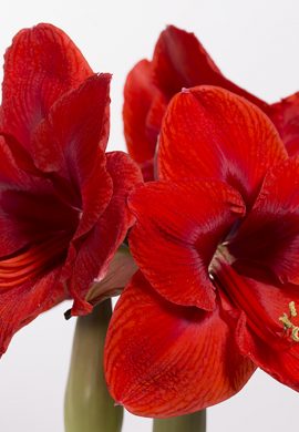 v-amaryllis-vermelho-p15