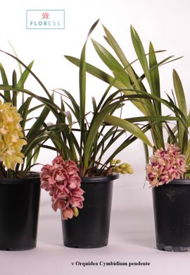 v-orquidea-cymbidium-pendente_02