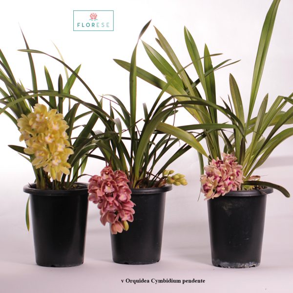 v-orquidea-cymbidium-pendente_02