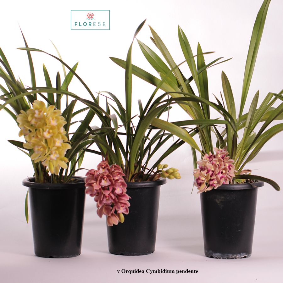 v orquidea Cymbidium pendente | Florese